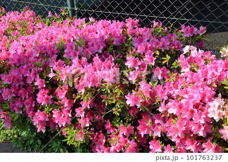 Japanese Azalea, Tsutsuji, mixed colored flowering bushes in Tokyo Japan 101763237