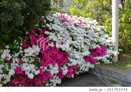 Japanese Azalea, Tsutsuji, mixed colored flowering bushes in Tokyo Japan 101763243