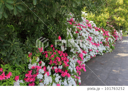 Japanese Azalea, Tsutsuji, mixed colored flowering bushes in Tokyo Japan Japanese Azalea, Tsutsuji, mixed colored flowering bushes in Tokyo Japan 101763252