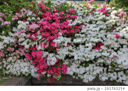 Japanese Azalea, Tsutsuji, mixed colored flowering bushes in Tokyo Japan Japanese Azalea, Tsutsuji, mixed colored flowering bushes in Tokyo Japan 101763254