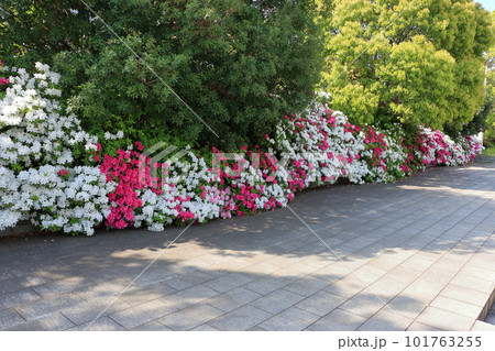 Japanese Azalea, Tsutsuji, mixed colored flowering bushes in Tokyo Japan Japanese Azalea, Tsutsuji, mixed colored flowering bushes in Tokyo Japan 101763255