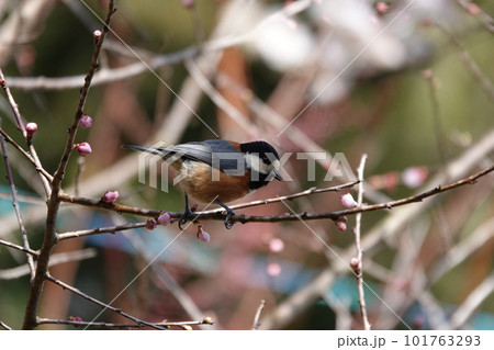 　庭の梅の木で餌を食べて、囀るヤマガラ　 101763293