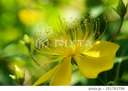 ビヨウヤナギ ビヨウヤナギ 101763786