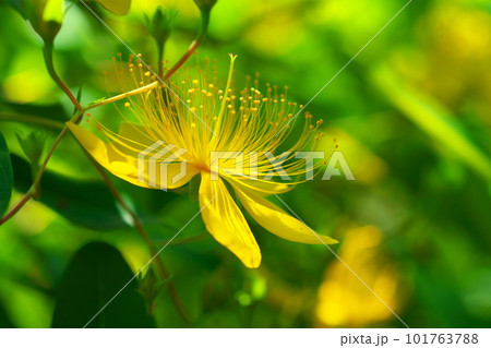 ビヨウヤナギ ビヨウヤナギ 101763788