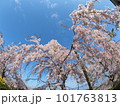 徳島県鳴門市花見山の桜 徳島県鳴門市花見山の桜 101763813
