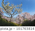 徳島県鳴門市花見山の桜 徳島県鳴門市花見山の桜 101763814