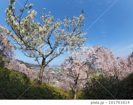 徳島県鳴門市花見山の桜 101763814
