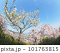 徳島県鳴門市花見山の桜 徳島県鳴門市花見山の桜 101763815