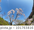 徳島県鳴門市花見山の桜 徳島県鳴門市花見山の桜 101763816