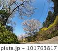 徳島県鳴門市花見山の桜 徳島県鳴門市花見山の桜 101763817