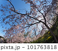 徳島県鳴門市花見山の桜 徳島県鳴門市花見山の桜 101763818