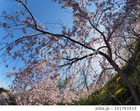 徳島県鳴門市花見山の桜 徳島県鳴門市花見山の桜 101763818