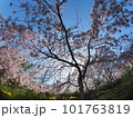 徳島県鳴門市花見山の桜 徳島県鳴門市花見山の桜 101763819