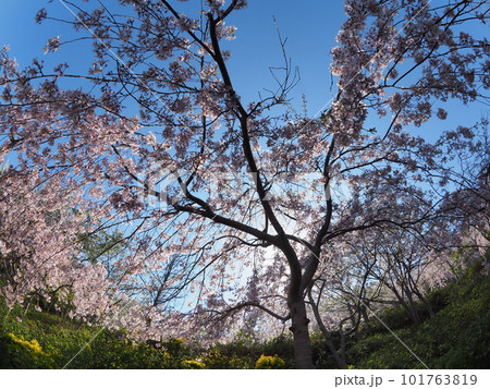 徳島県鳴門市花見山の桜 101763819