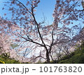 徳島県鳴門市花見山の桜 徳島県鳴門市花見山の桜 101763820