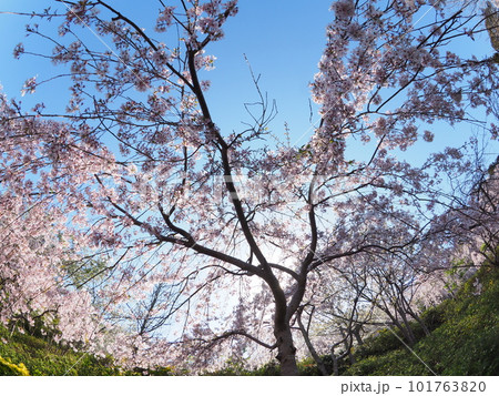 徳島県鳴門市花見山の桜 徳島県鳴門市花見山の桜 101763820