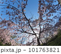 徳島県鳴門市花見山の桜 徳島県鳴門市花見山の桜 101763821