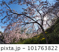 徳島県鳴門市花見山の桜 徳島県鳴門市花見山の桜 101763822