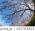 徳島県鳴門市花見山の桜 徳島県鳴門市花見山の桜 101763823