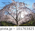 徳島県鳴門市花見山の桜 徳島県鳴門市花見山の桜 101763825