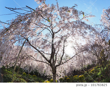 徳島県鳴門市花見山の桜 101763825