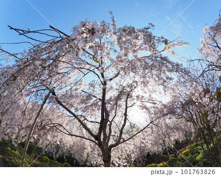 徳島県鳴門市花見山の桜 徳島県鳴門市花見山の桜 101763826