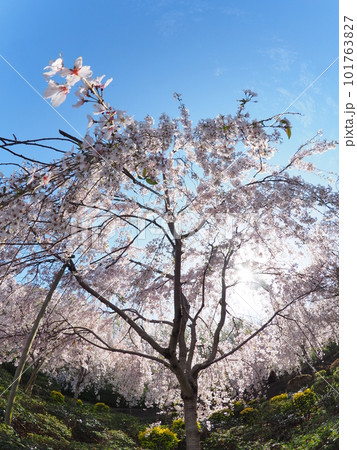 徳島県鳴門市花見山の桜 徳島県鳴門市花見山の桜 101763827