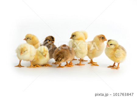 Newly hatched French Faverolles chicks isolated on white background - selective focus, copy space 101763847