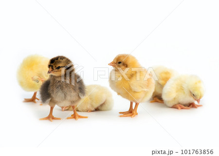 Newly hatched French Faverolles chicks isolated on white background - selective focus, copy space Newly hatched French Faverolles chicks isolated on white background - selective focus, copy space 101763856