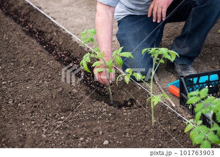 Close up of gardener's hands planting a tomato seedling in the vegetable garden - selective focus Close up of gardener's hands planting a tomato seedling in the vegetable garden - selective focus 101763903