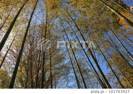 view from below of tall bamboo trees in a bamboo forest in Nara Japan 101763927