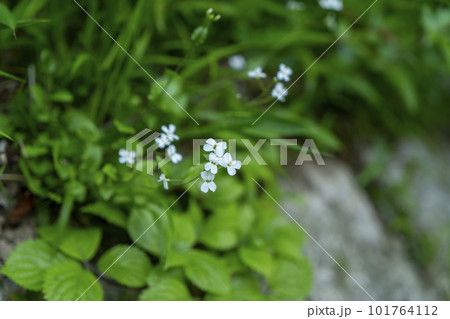 ハクサンハタザオの小さな花 101764112
