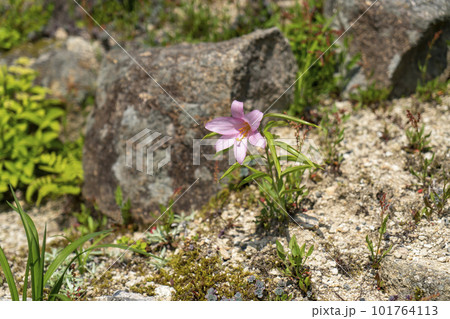 ヒメササユリ 101764113