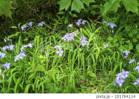 ヒメシャガ 101764114