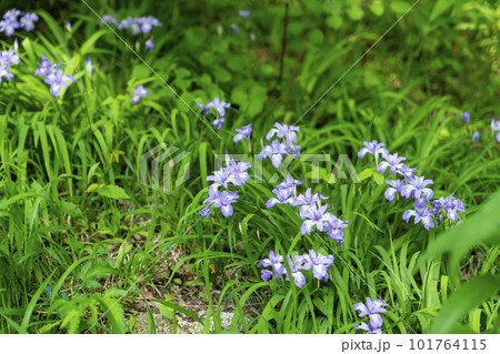 ヒメシャガ 101764115