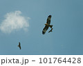 とんび 101764428