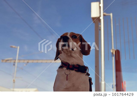 The beagle dog waits sadly at the station. The concept of loyalty, abandonment and canine friendship. A dog faithfully waiting for its owner. 101764429