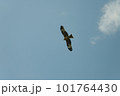 とんび 101764430
