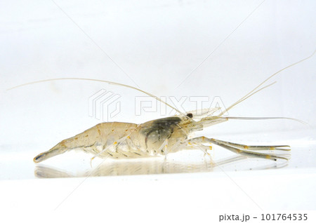 水槽の中のテナガエビを横から見る 101764535