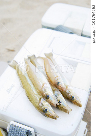 釣れたシロギスをクーラーボックスの上に並べる 101764562