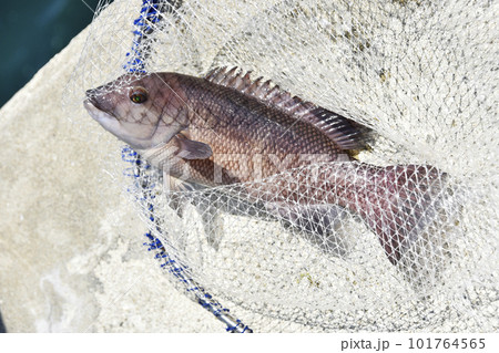 堤防で釣れたコブダイを玉網ですくい上げた 堤防で釣れたコブダイを玉網ですくい上げた 101764565