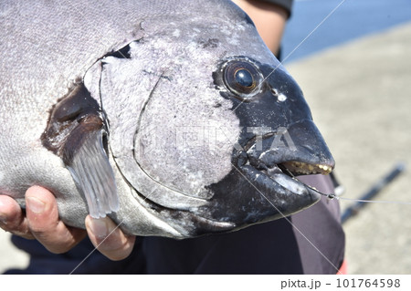 石鯛の顔のアップ 石鯛の顔のアップ 101764598