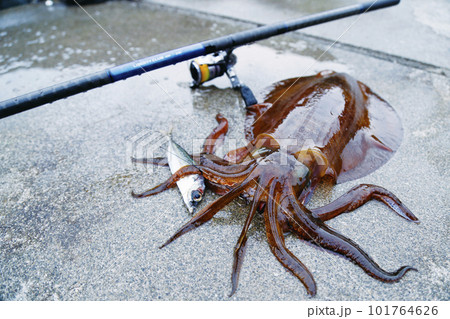 アジをエサにしたウキ釣りで釣れたアオリイカ 101764626