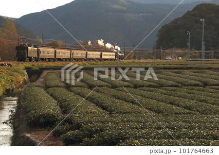 大井川鐵道沿線の茶畑の中を走行する上り蒸気機関車 101764663