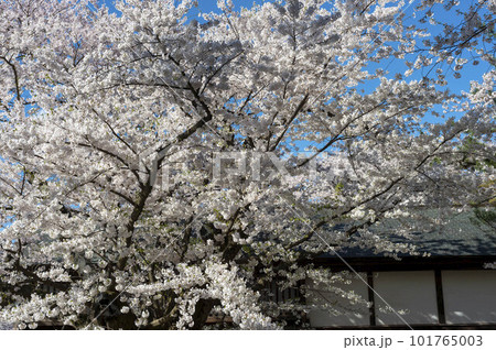 Trees at Hirosaki Castle 101765003