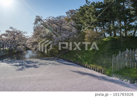 Hirosaki Castle Moat covered with Cherry Blossoms 101765026
