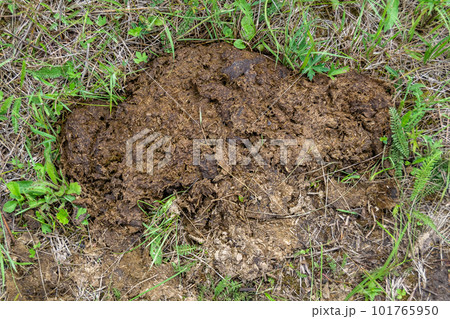 Photography on theme fresh cow dung lies on manure animal farm Photography on theme fresh cow dung lies on manure animal farm 101765950