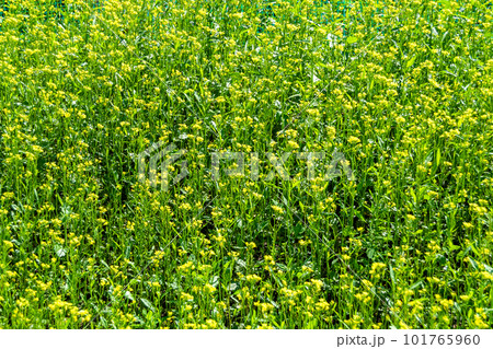 Photography on theme fine wild growing flower mustard on background meadow 101765960