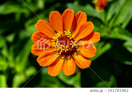 Beautiful wild growing flower zinnia elegans on background meadow Beautiful wild growing flower zinnia elegans on background meadow 101765962