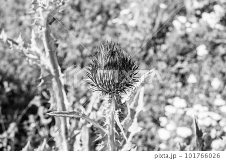 Beautiful growing flower root burdock thistle on background meadow Beautiful growing flower root burdock thistle on background meadow 101766026